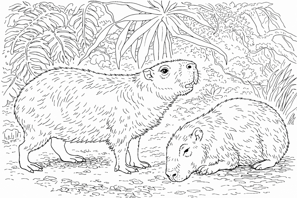 Desenho de Capivara para colorir e imprimir: número 46