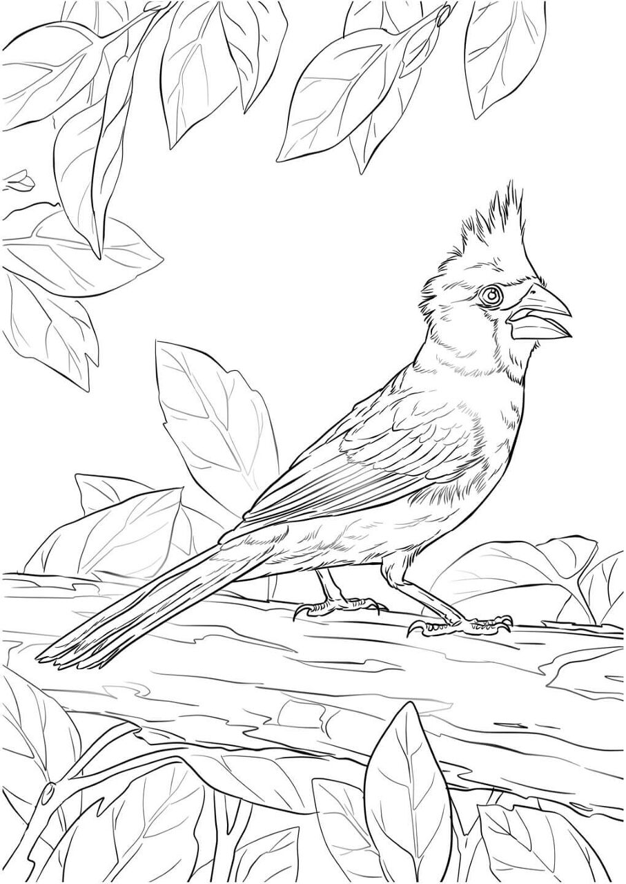 Desenho de Cardeal para colorir e imprimir: número 3