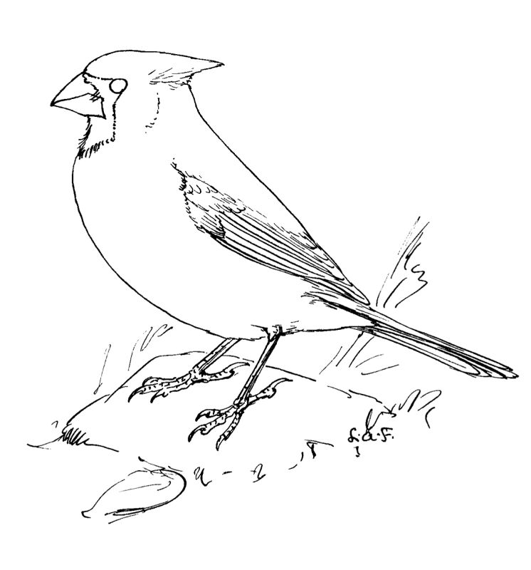 Desenho de Cardeal para colorir e imprimir: número 4
