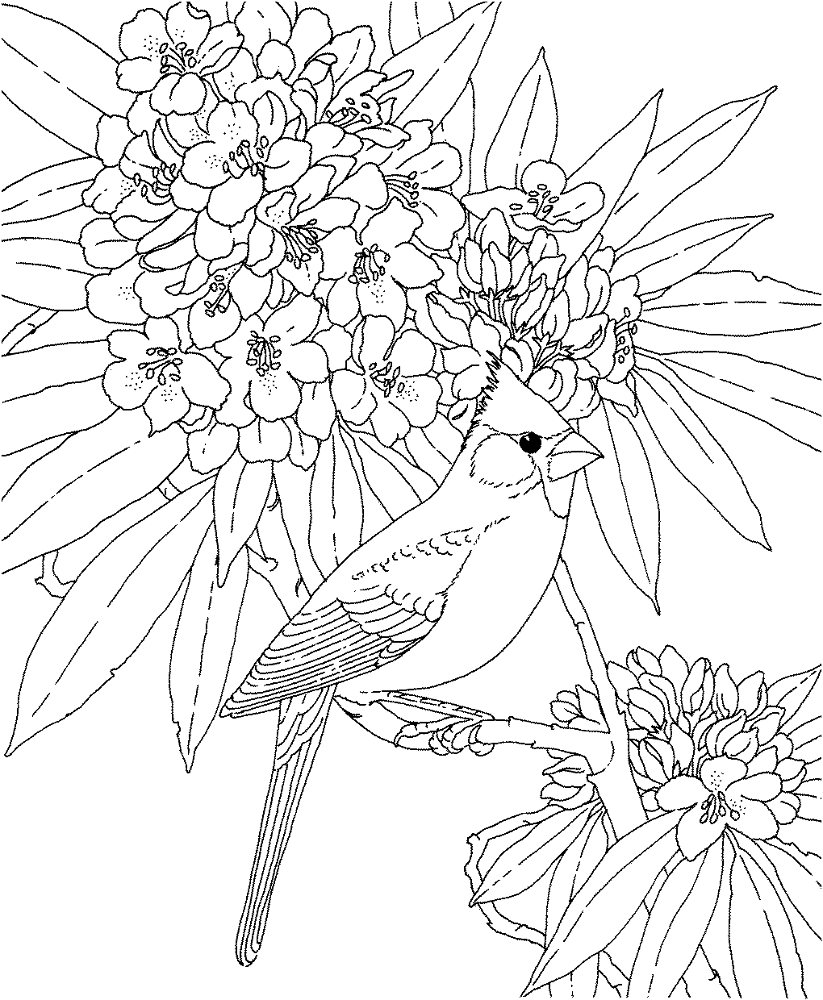Desenho de Cardeal para colorir e imprimir: número 5