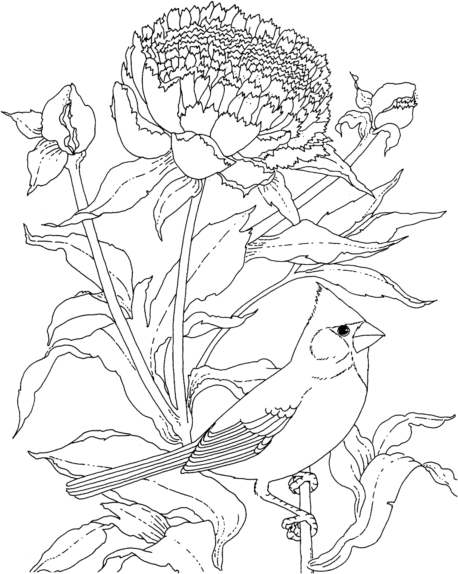 Desenho de Cardeal para colorir e imprimir: número 8