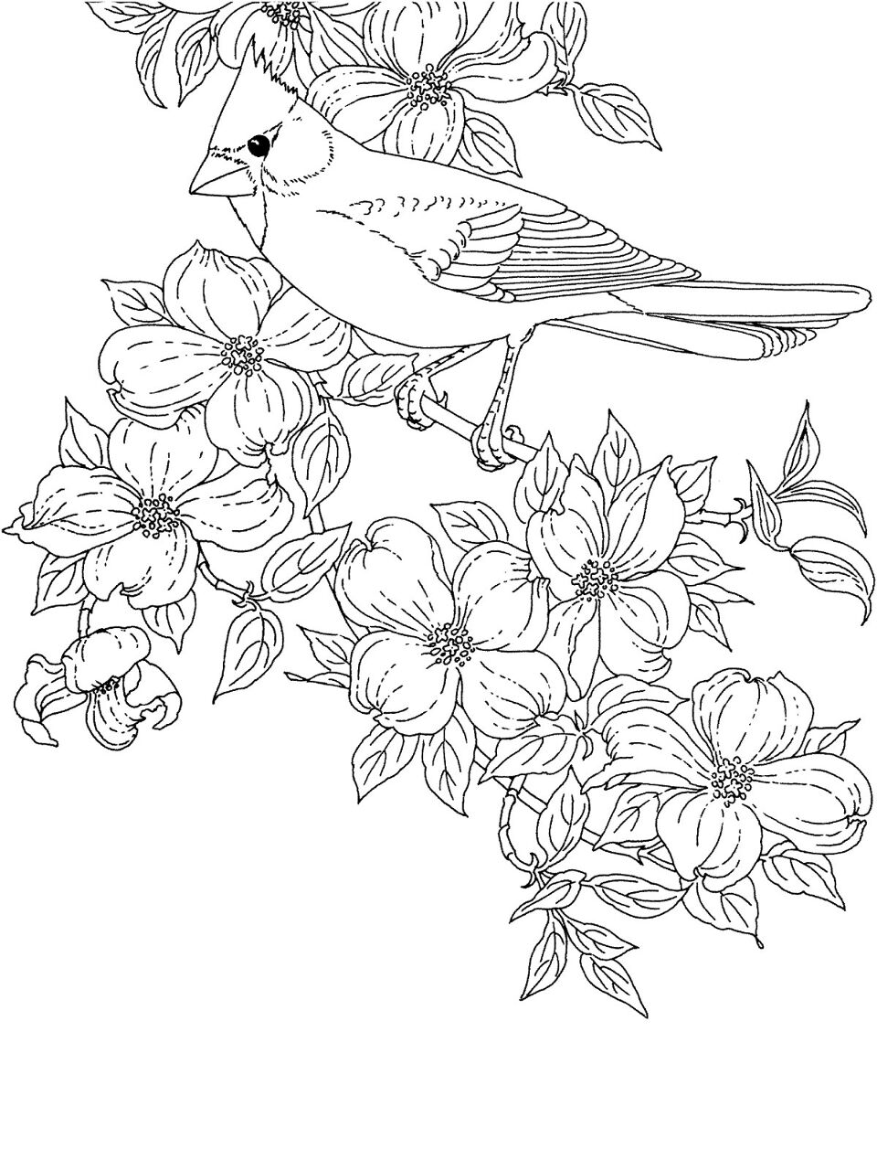 Desenho de Cardeal para colorir e imprimir: número 9