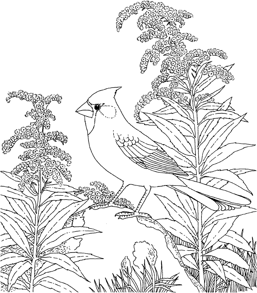 Desenho de Cardeal para colorir e imprimir: número 10