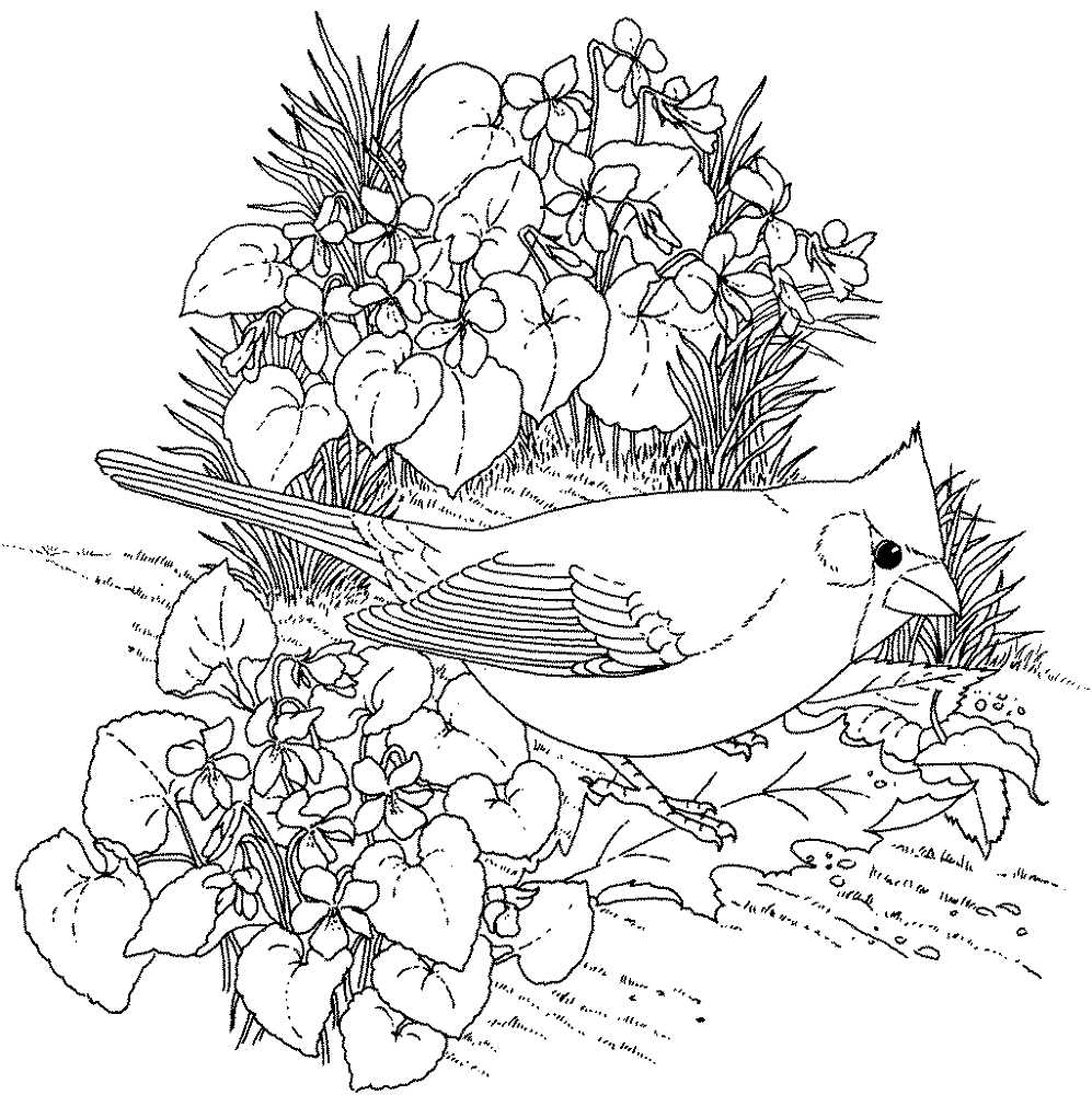 Desenho de Cardeal para colorir e imprimir: número 11