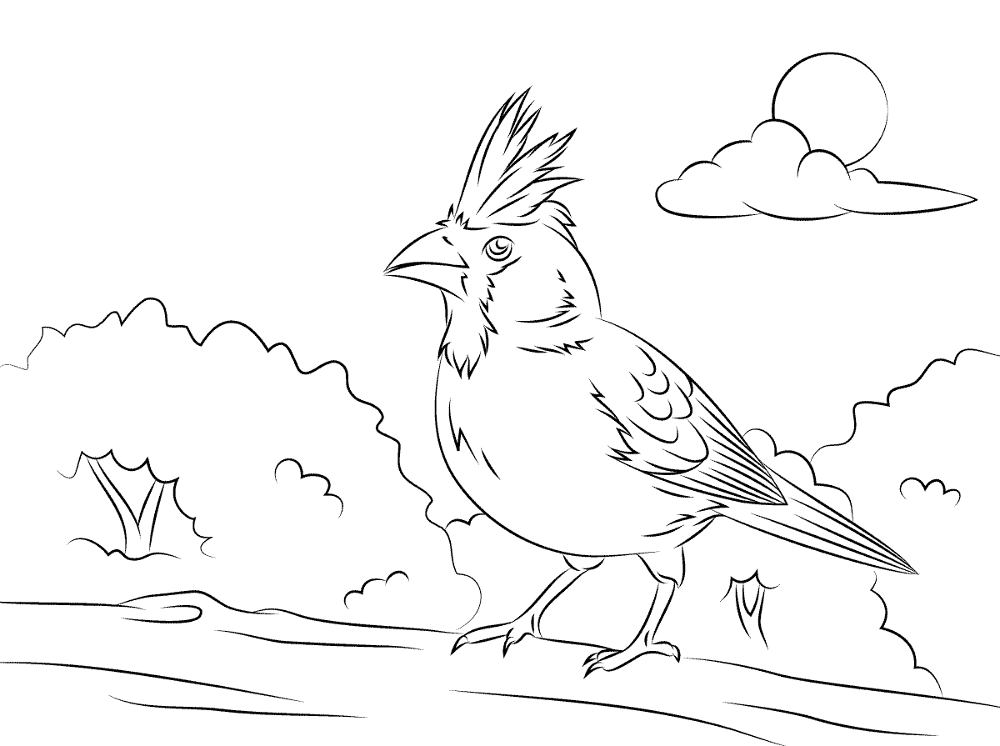 Desenho de Cardeal para colorir e imprimir: número 13