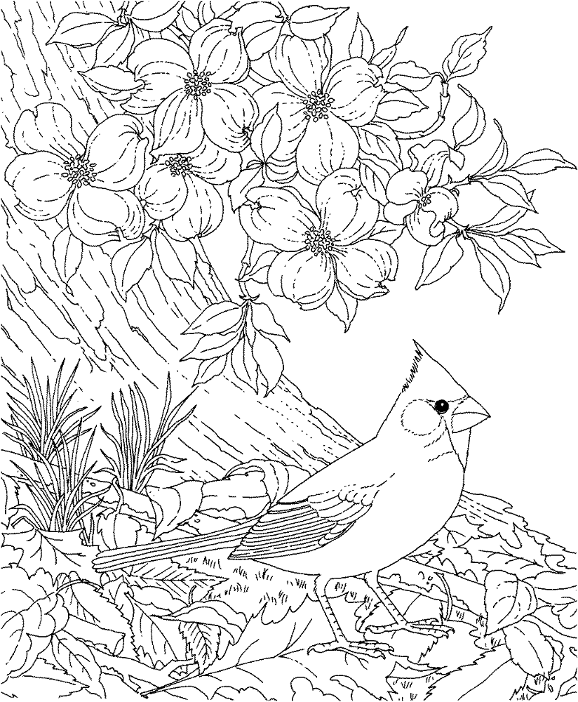 Desenho de Cardeal para colorir e imprimir: número 14