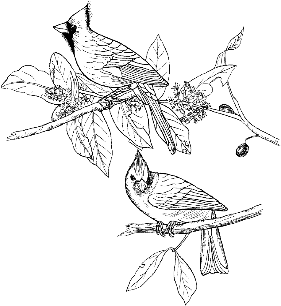 Desenho de Cardeal para colorir e imprimir: número 15