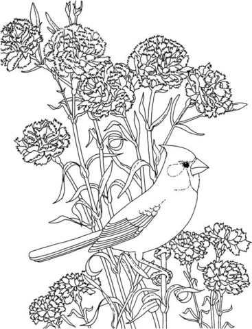 Desenho de Cardeal para colorir e imprimir: número 16