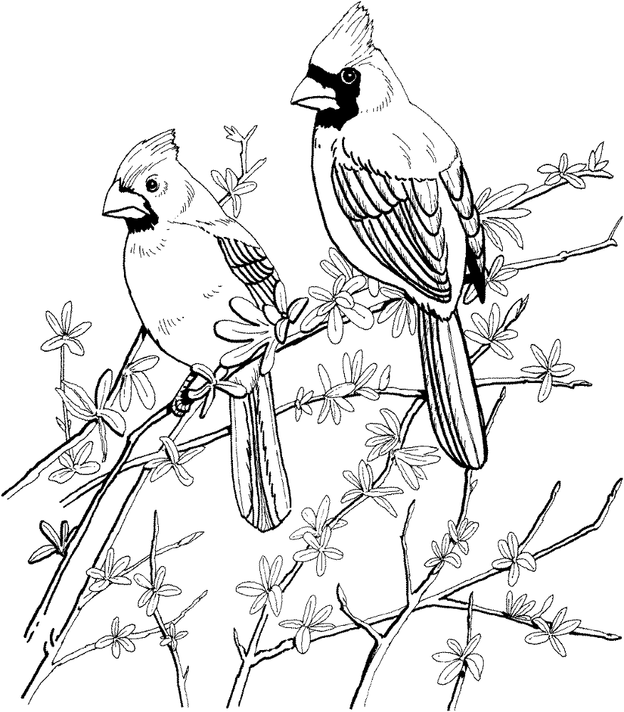 Desenho de Cardeal para colorir e imprimir: número 17