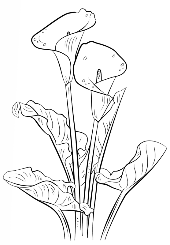Desenho de Casamento para colorir e imprimir: número 16