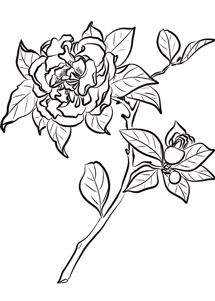 Desenho de Casamento para colorir