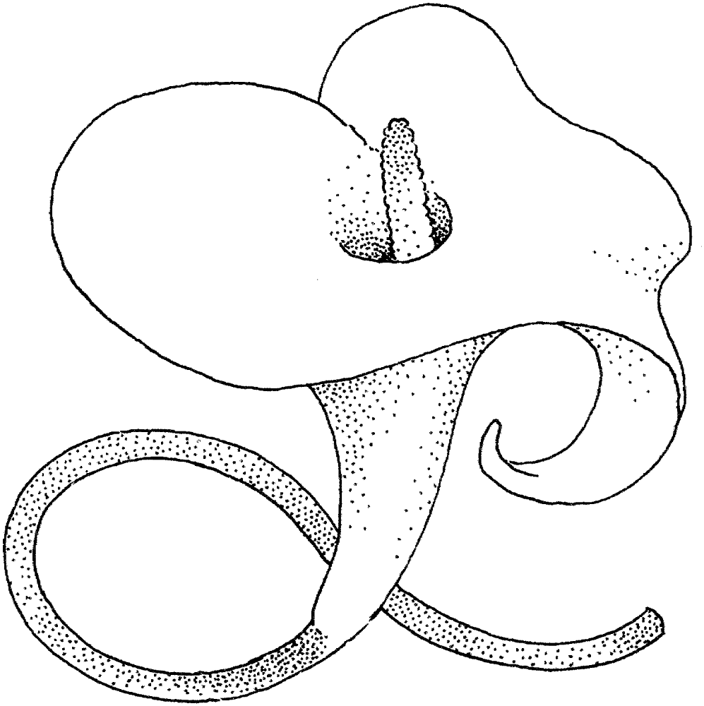 Desenho de Casamento para colorir