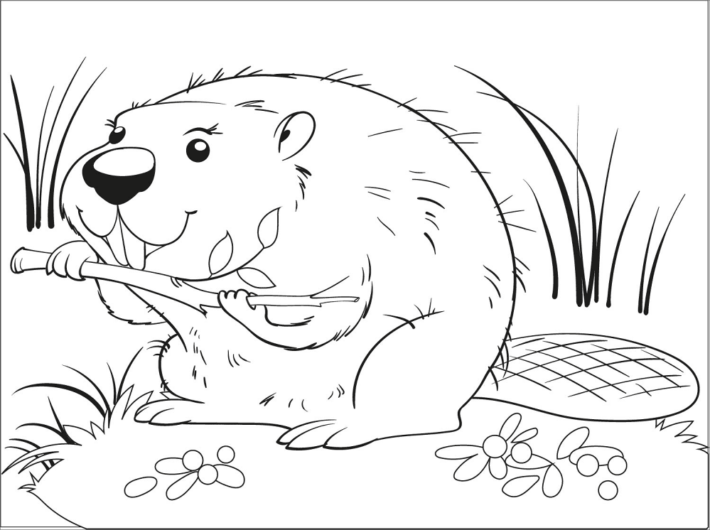 Desenho de Castores para colorir e imprimir: número 1