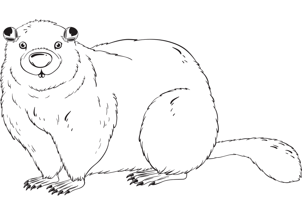 Desenho de Castores para colorir e imprimir: número 6