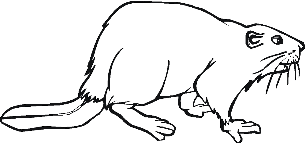 Desenho de Castores para colorir e imprimir: número 12