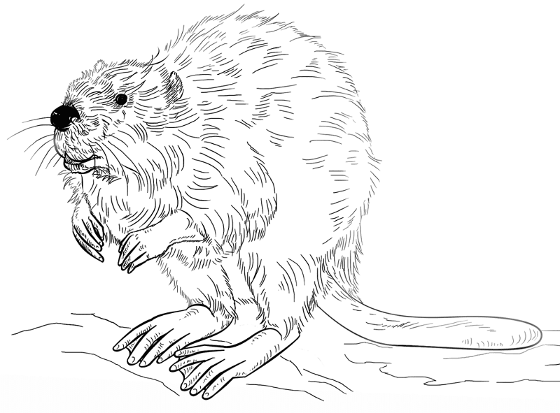 Desenho de Castores para colorir e imprimir: número 13