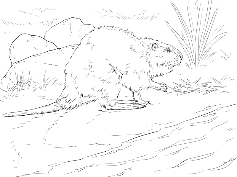 Desenho de Castores para colorir e imprimir: número 18