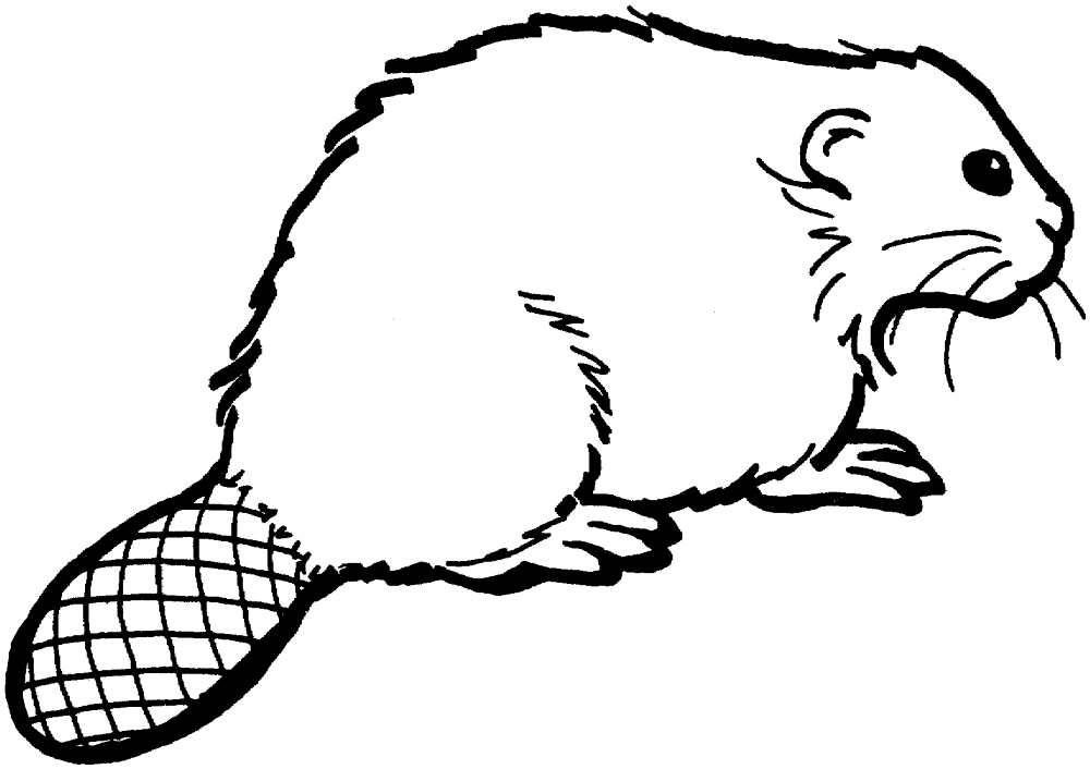 Desenho de Castores para colorir e imprimir: número 20