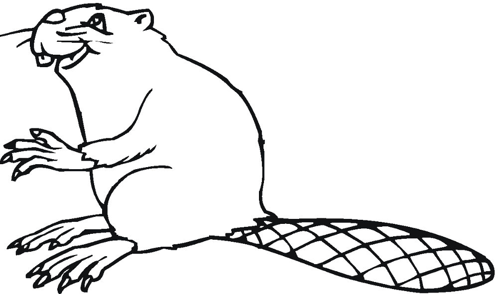 Desenho de Castores para colorir e imprimir: número 21