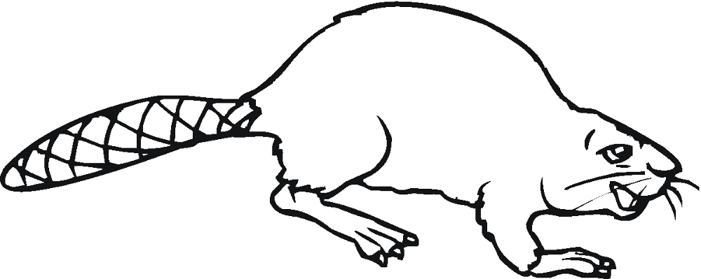 Desenho de Castores para colorir e imprimir: número 22