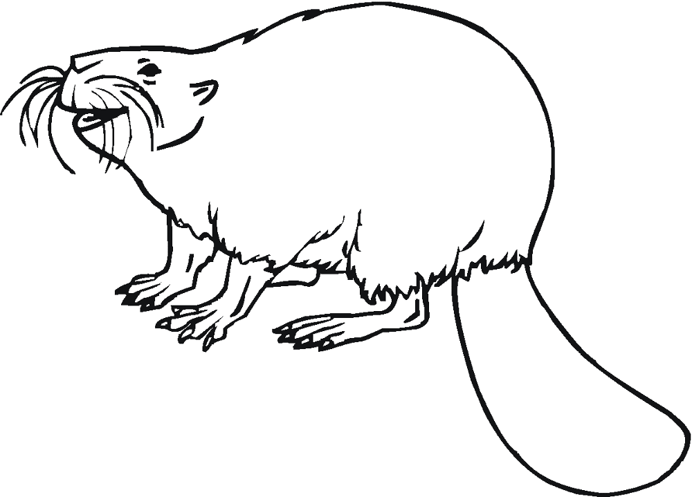 Desenho de Castores para colorir e imprimir: número 23
