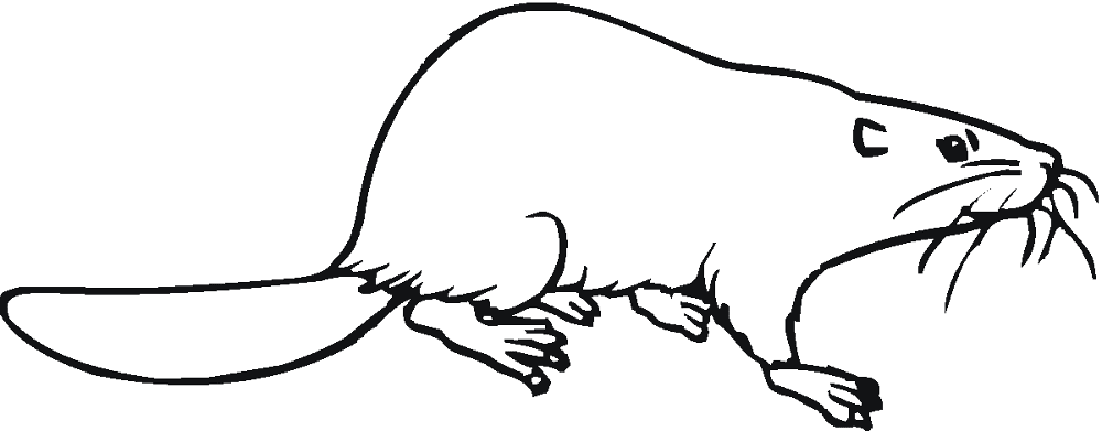 Desenho de Castores para colorir e imprimir: número 24
