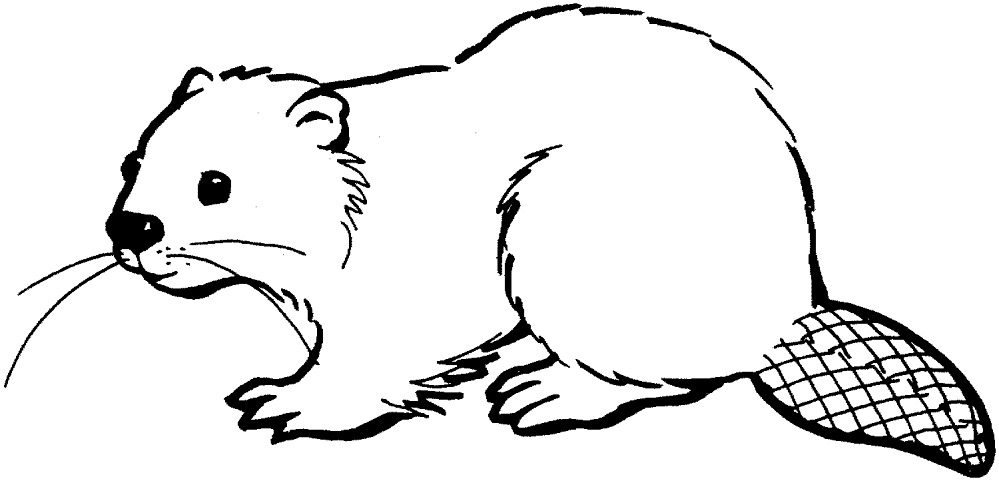 Desenho de Castores para colorir e imprimir: número 25