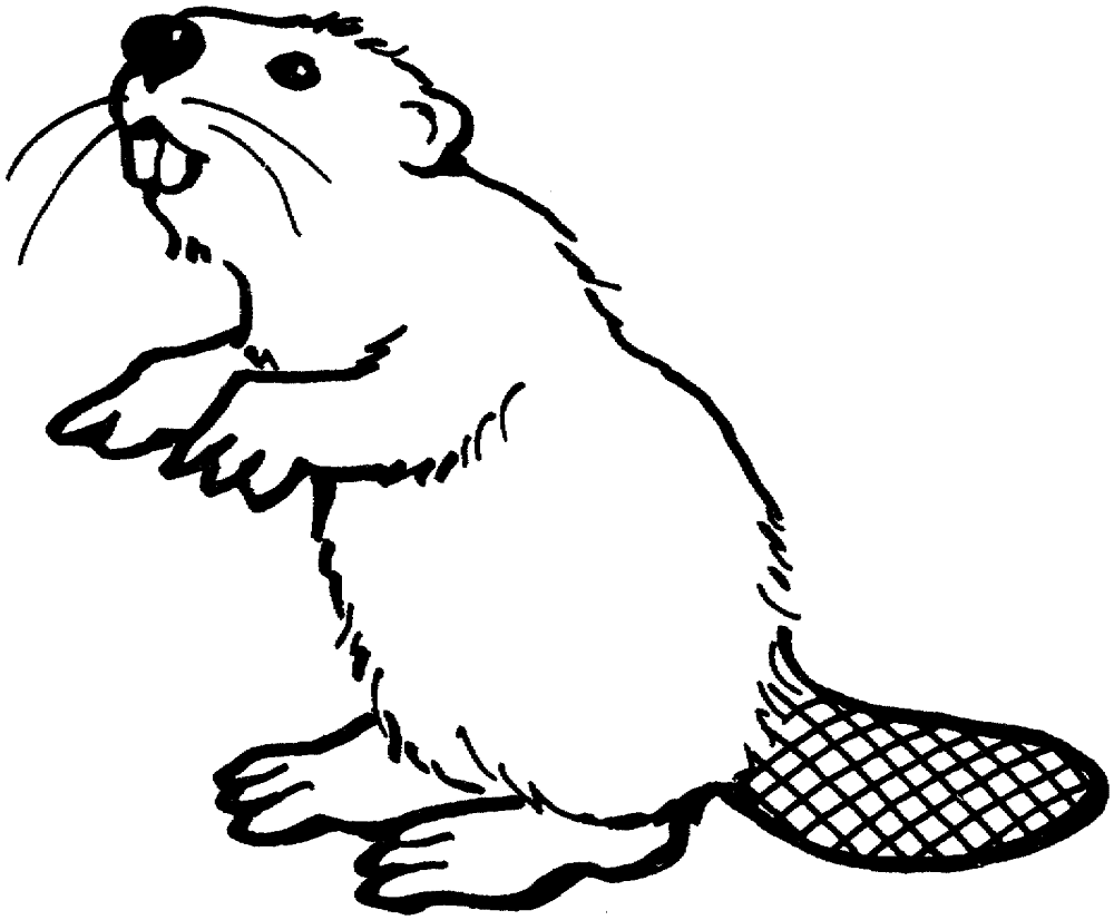 Desenho de Castores para colorir e imprimir: número 26