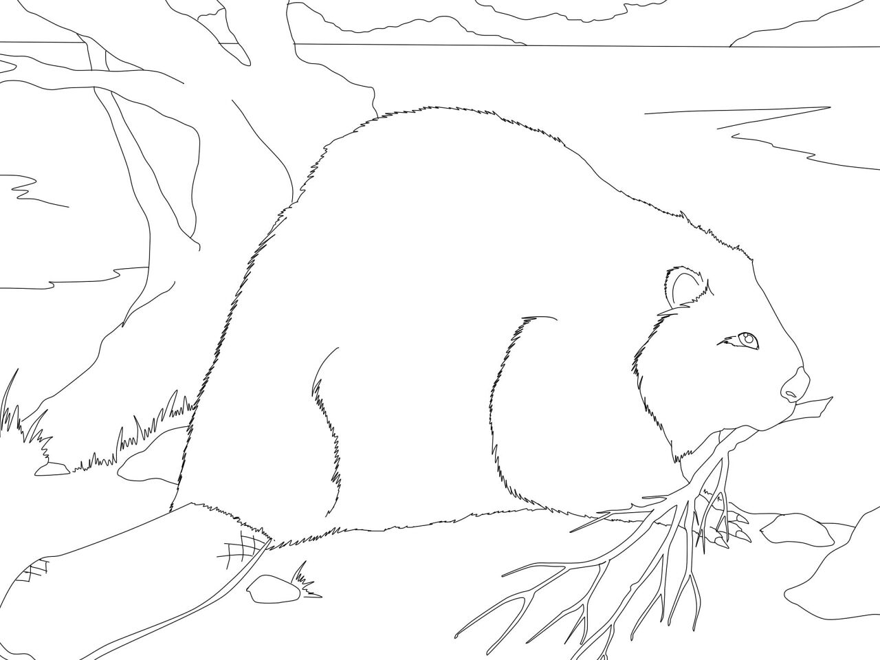 Desenho de Castores para colorir e imprimir: número 29