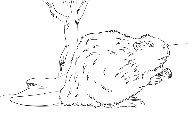 Desenho de Castores para colorir e imprimir: número 32