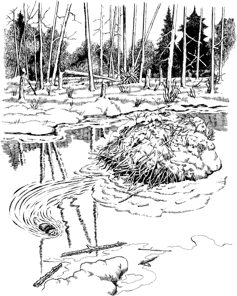 Desenho de Castores para colorir e imprimir: número 34