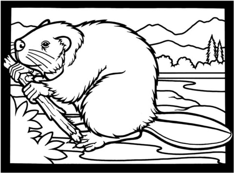 Desenho de Castores para colorir e imprimir: número 37