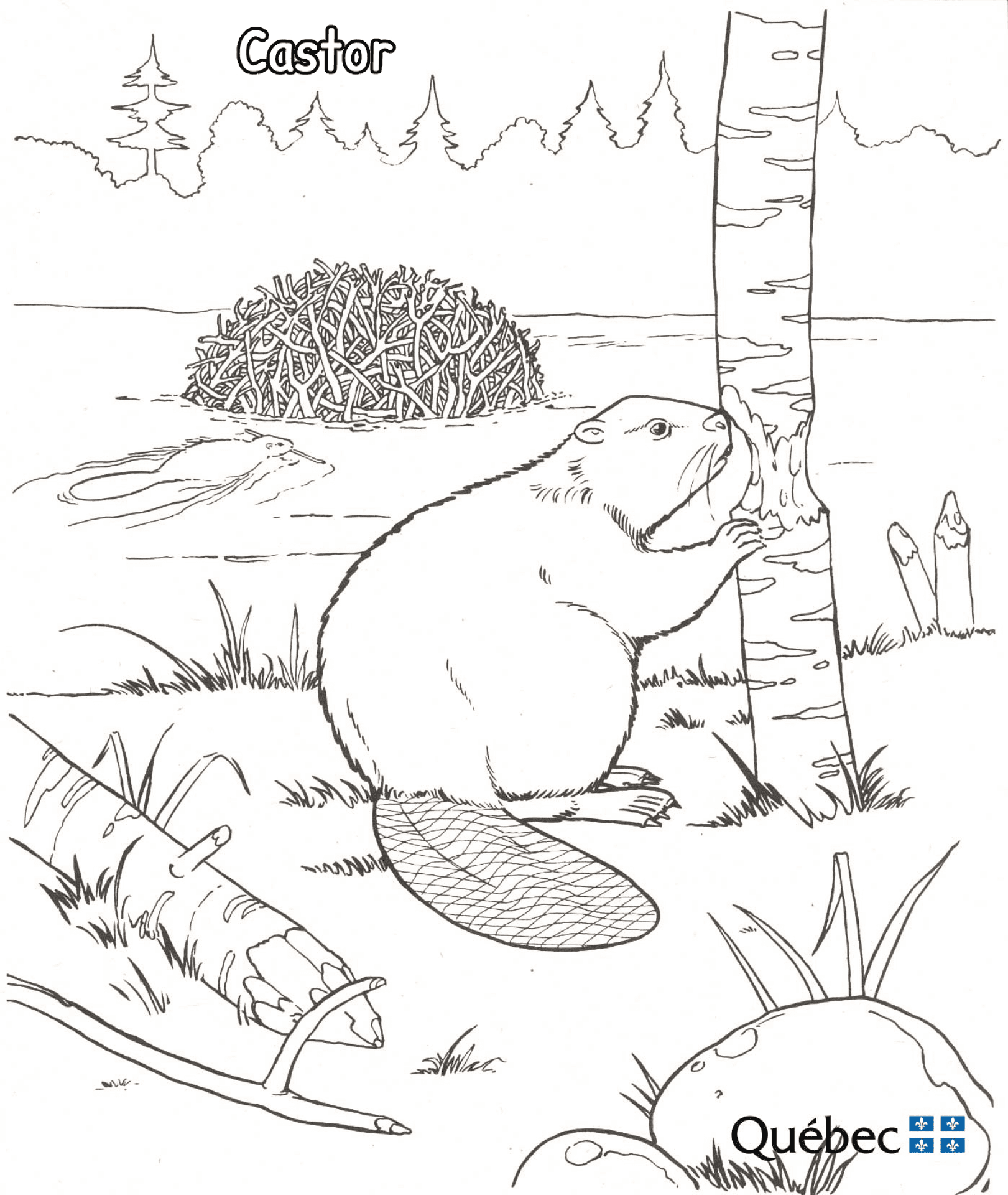 Desenho de Castores para colorir e imprimir: número 38
