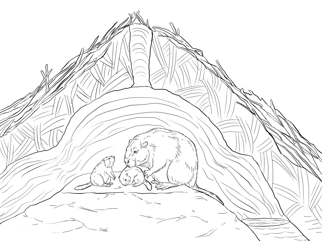 Desenho de Castores para colorir e imprimir: número 39