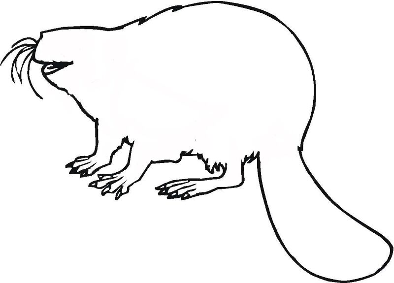 Desenho de Castores para colorir e imprimir: número 41