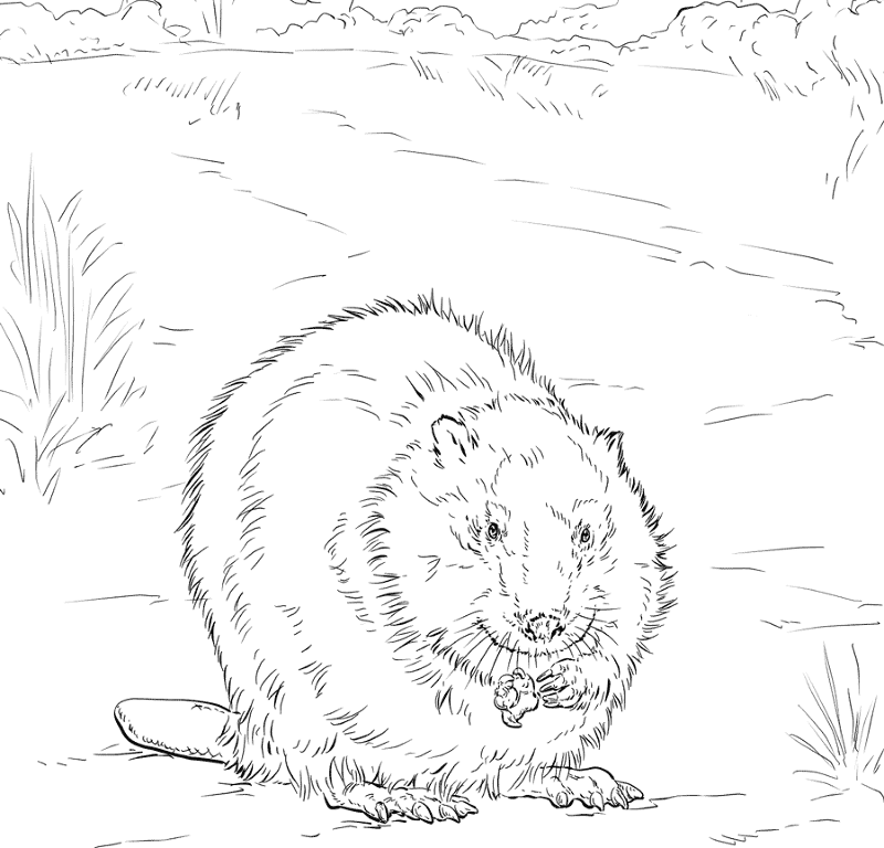 Desenho de Castores para colorir e imprimir: número 43