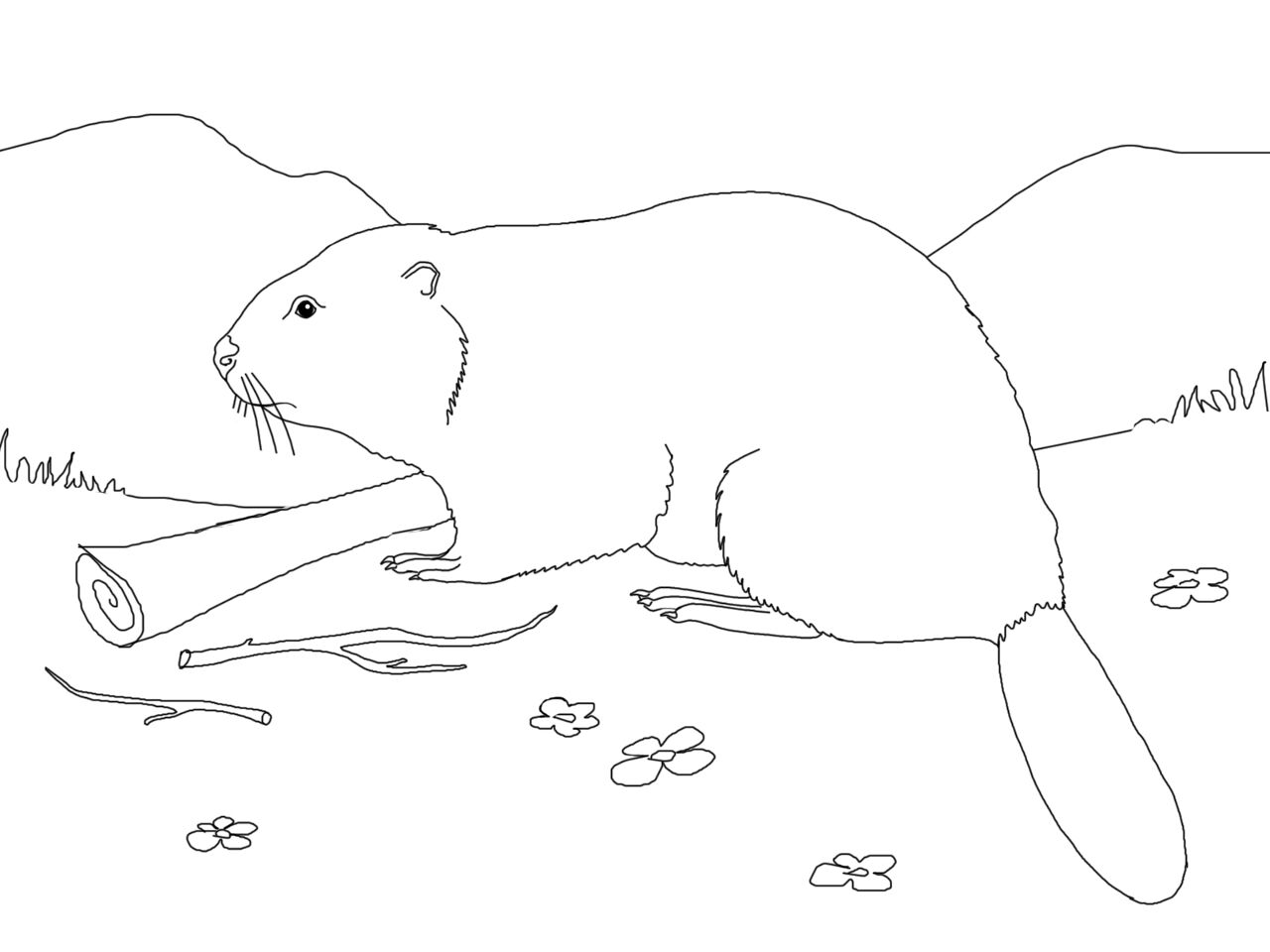 Desenho de Castores para colorir