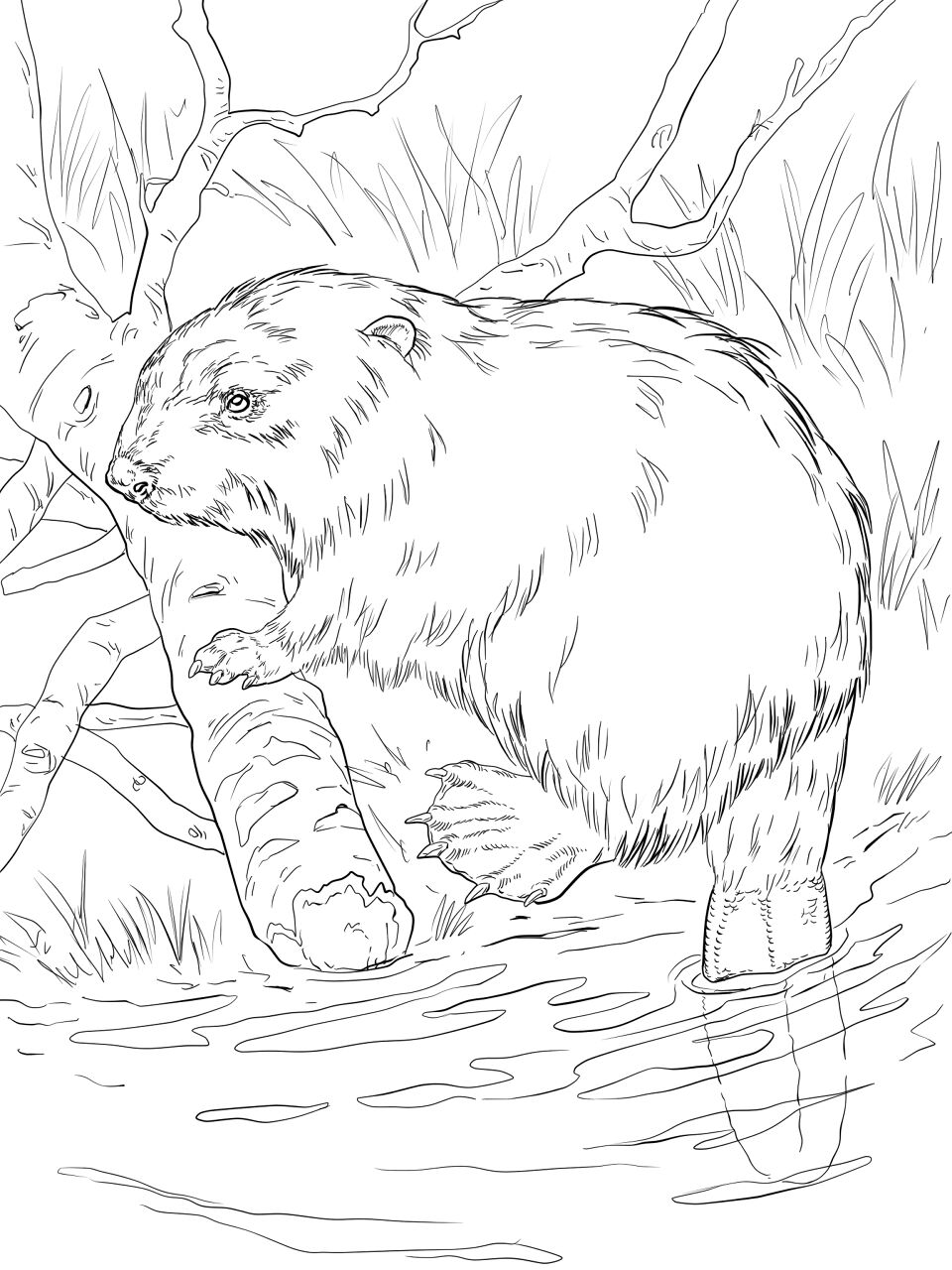Desenho de Castores para colorir