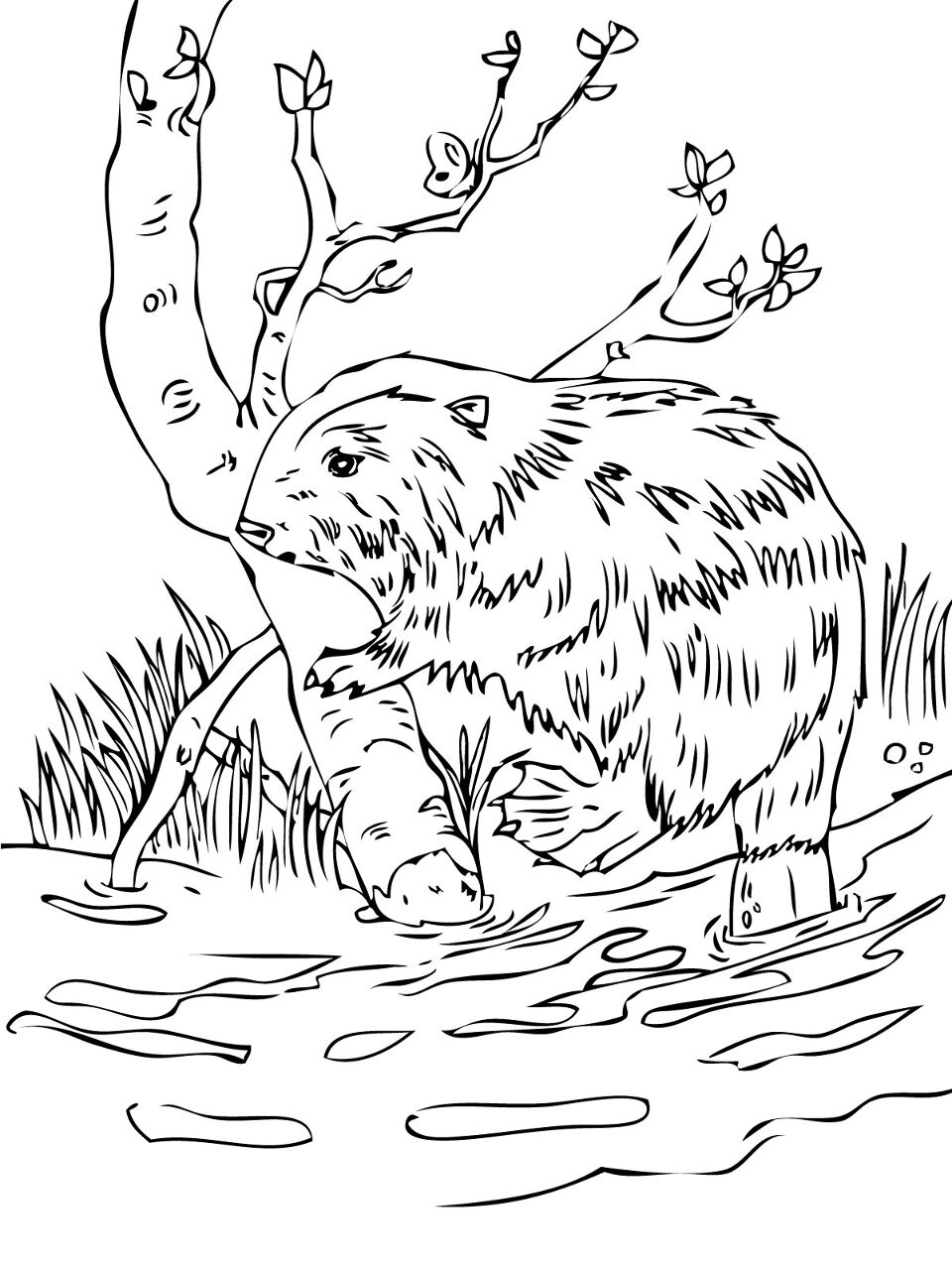 Desenho de Castores para colorir