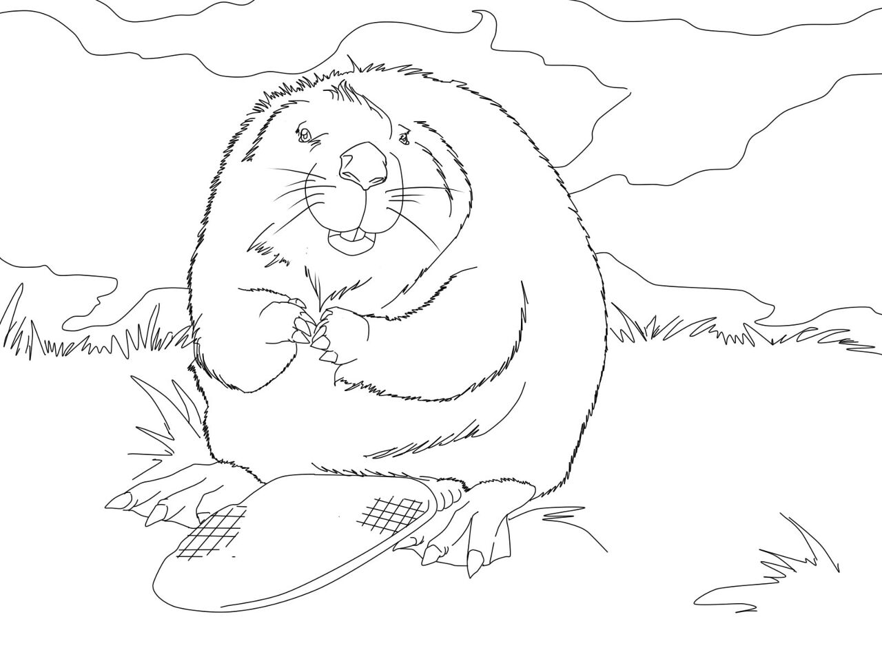 Desenho de Castores para colorir