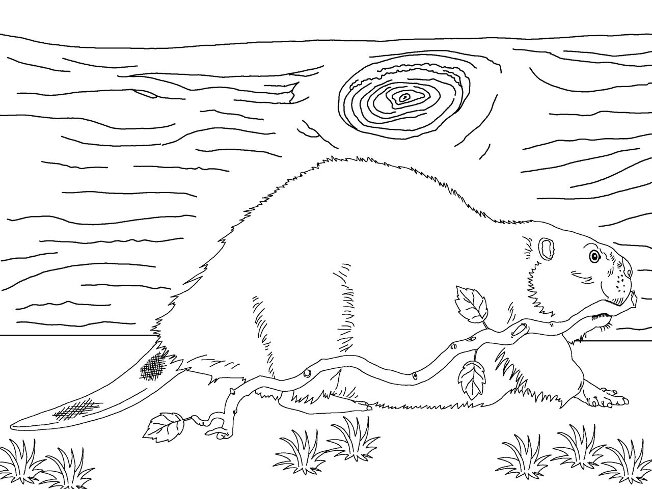 Desenho de Castores para colorir