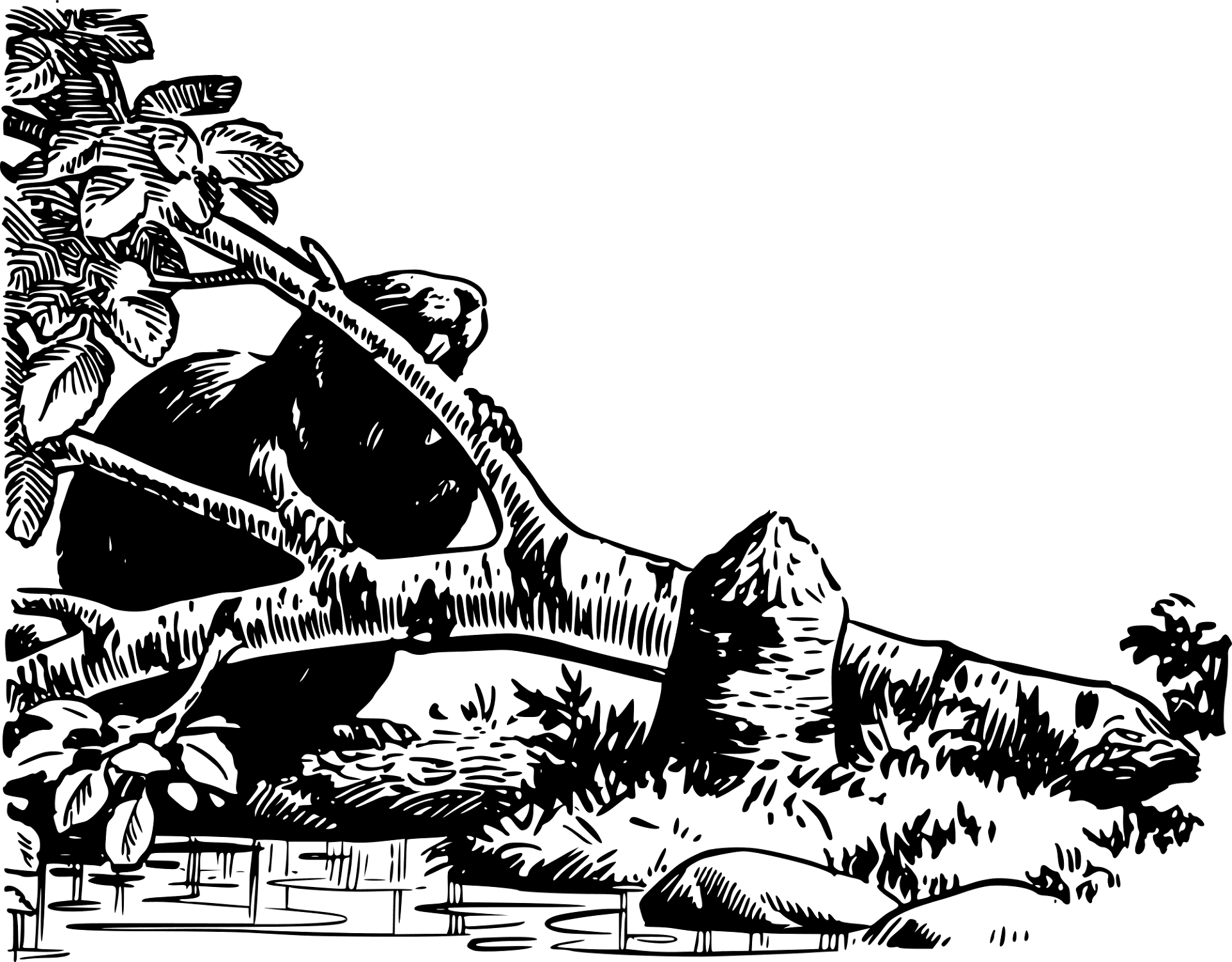 Desenho de Castores para colorir