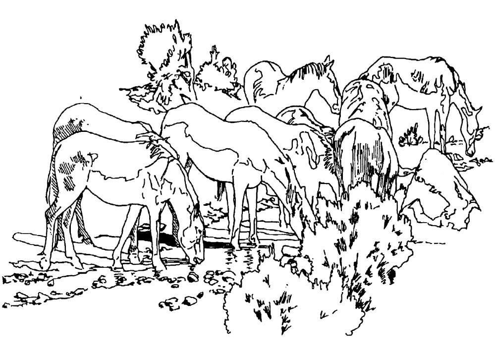 Desenho de Cavalos para colorir e imprimir: número 2