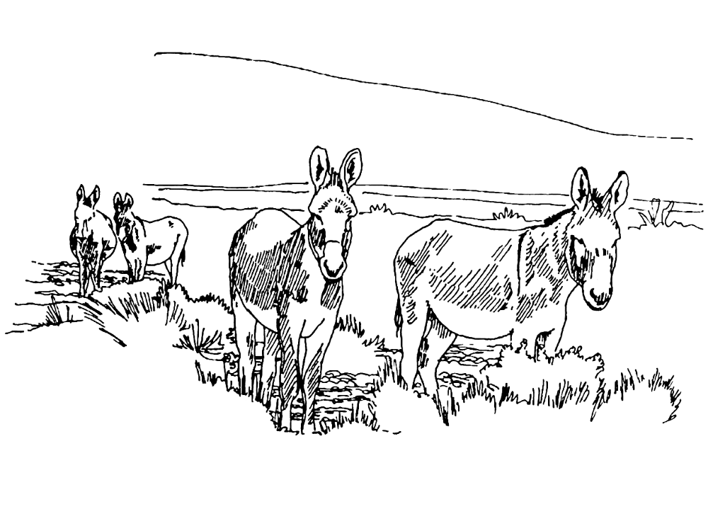 Desenho de Cavalos para colorir e imprimir: número 5
