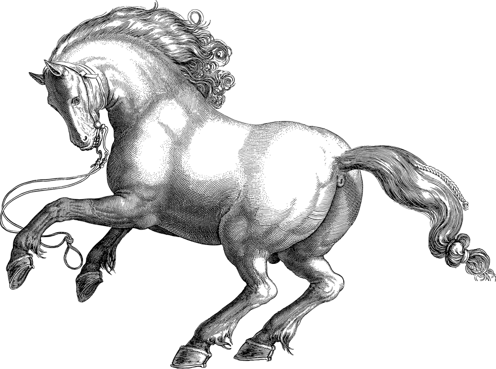 Desenho de Cavalos para colorir