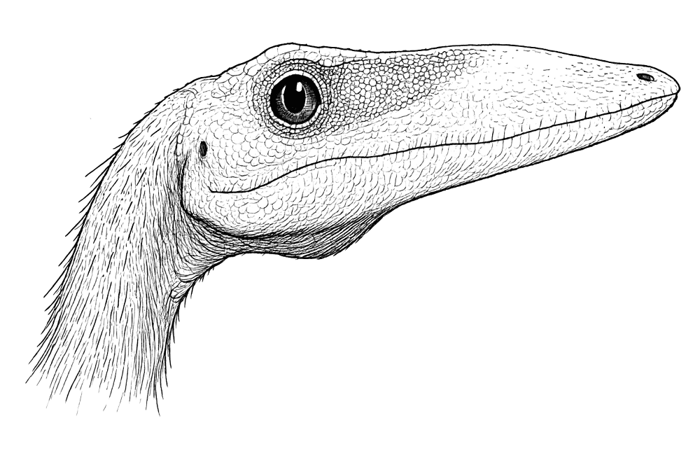 Desenho de Celofise para colorir e imprimir: número 6