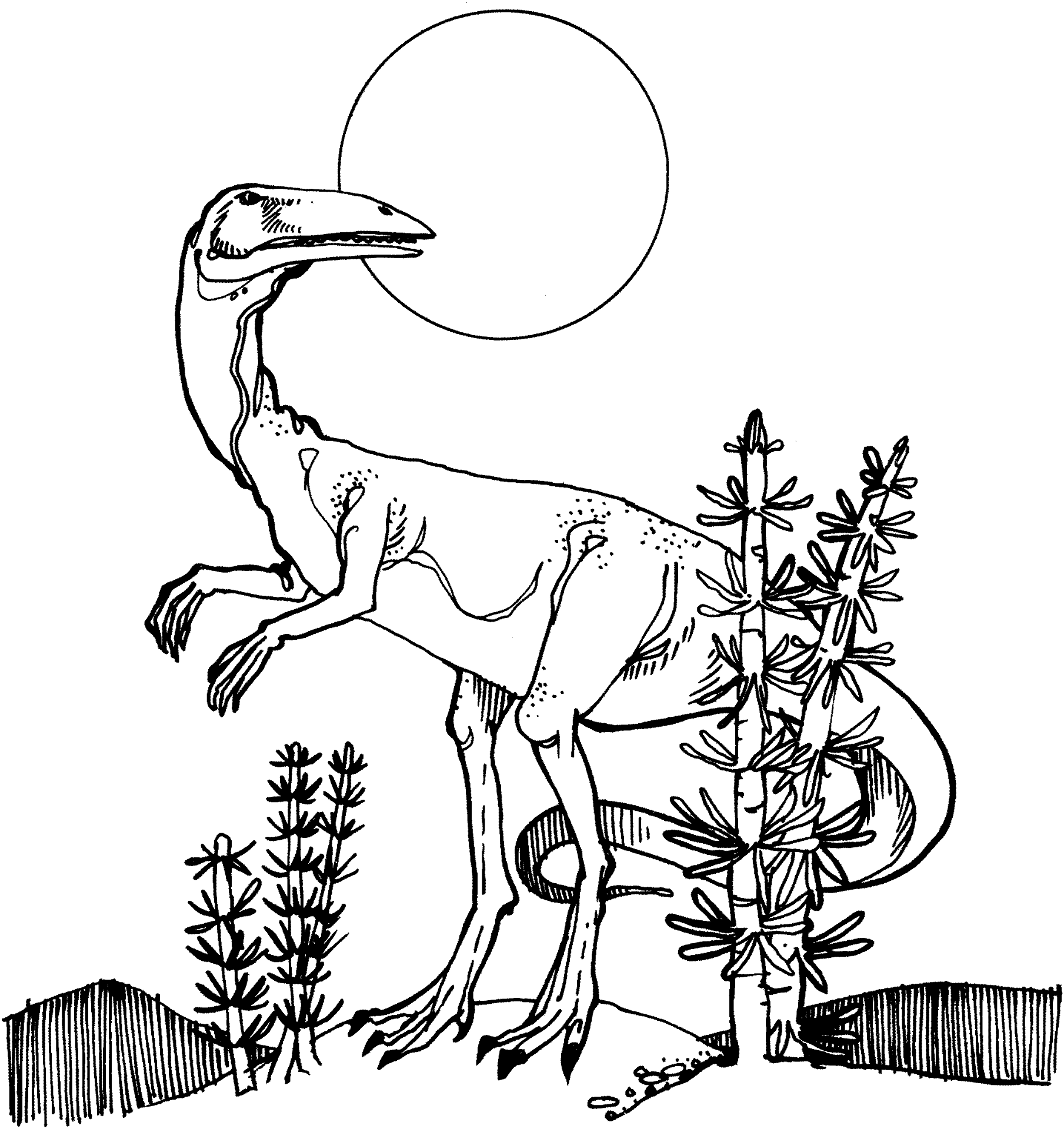 Desenho de Celofise para colorir e imprimir: número 13