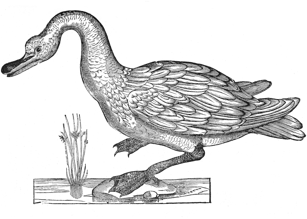 Desenho de Cisnes para colorir e imprimir: número 1