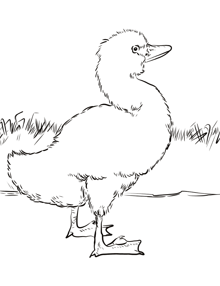 Desenho de Cisnes para colorir e imprimir: número 14