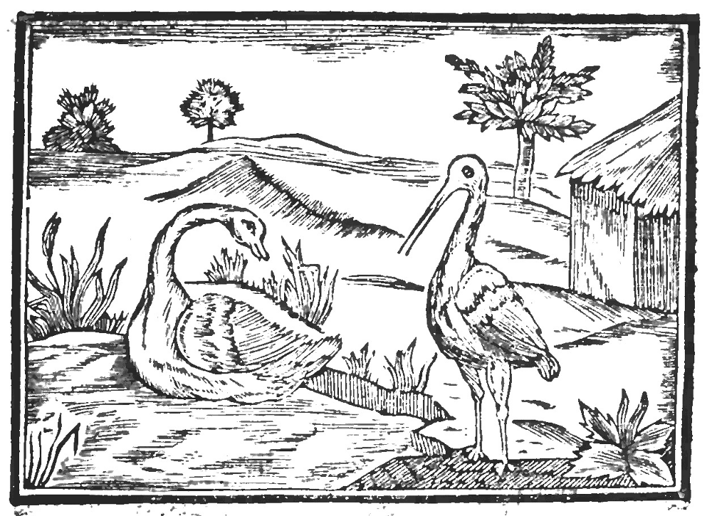Desenho de Cisnes para colorir e imprimir: número 16